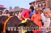 Udupi : Krishna Mutt seers  worship cows on Balipadyami Day